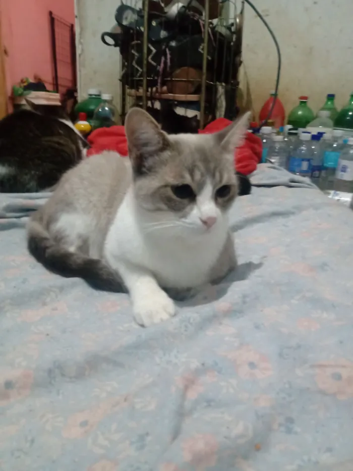 Gato raça SRD-ViraLata idade 7 a 11 meses nome Vandinha
