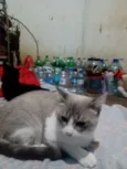 Vandinha