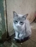 Vandinha