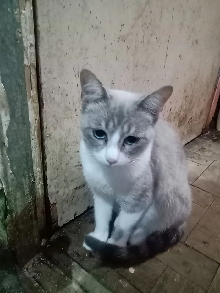 Gato raça SRD-ViraLata idade 7 a 11 meses nome Vandinha