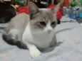 Vandinha