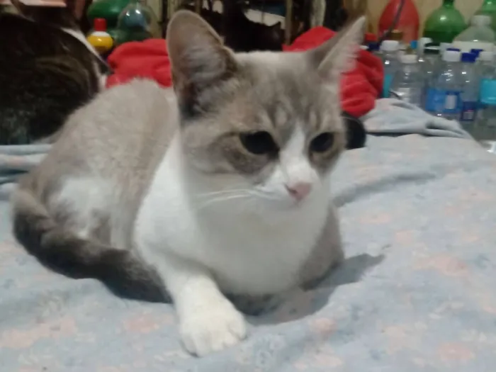 Gato raça SRD-ViraLata idade 7 a 11 meses nome Vandinha