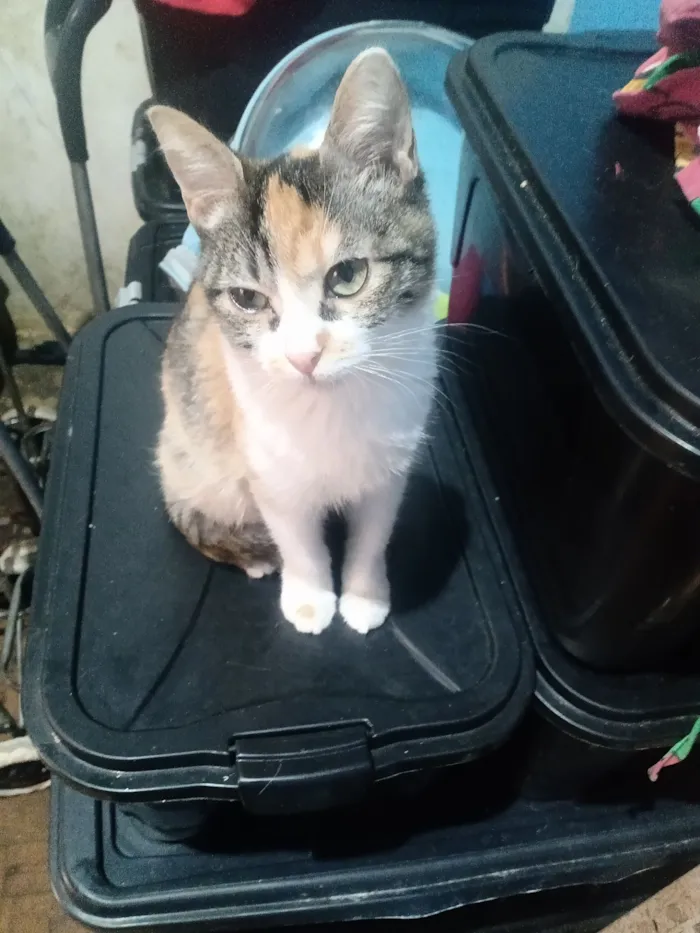 Gato raça SRD-ViraLata idade 2 a 6 meses nome Emily Patricia