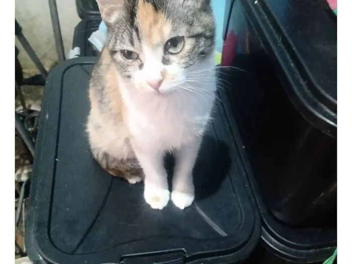 Gato raça SRD-ViraLata idade 2 a 6 meses nome Emily Patricia