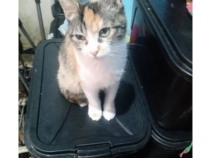Gato raça SRD-ViraLata idade 2 a 6 meses nome Emily Patricia