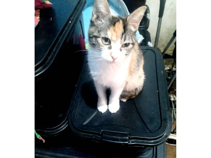 Gato raça SRD-ViraLata idade 2 a 6 meses nome Emily Patricia