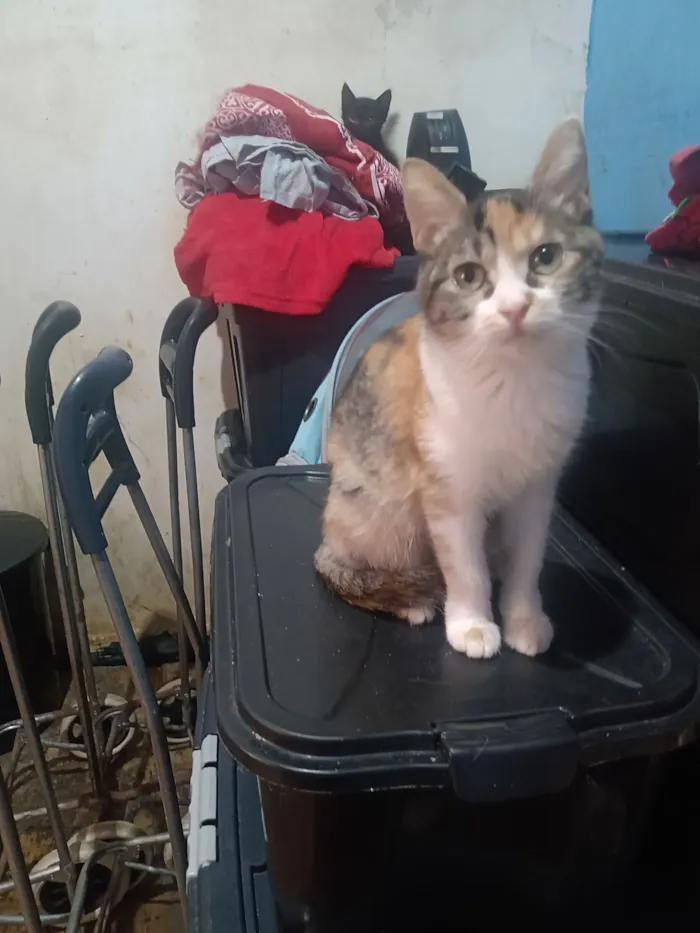 Gato raça SRD-ViraLata idade 2 a 6 meses nome Emily Patricia