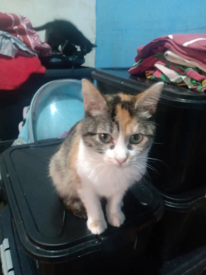 Gato raça SRD-ViraLata idade 2 a 6 meses nome Emily Patricia