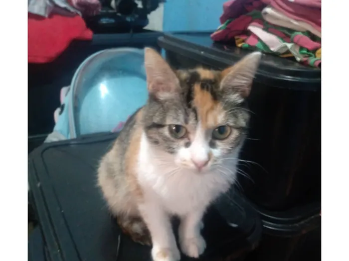 Gato raça SRD-ViraLata idade 2 a 6 meses nome Emily Patricia