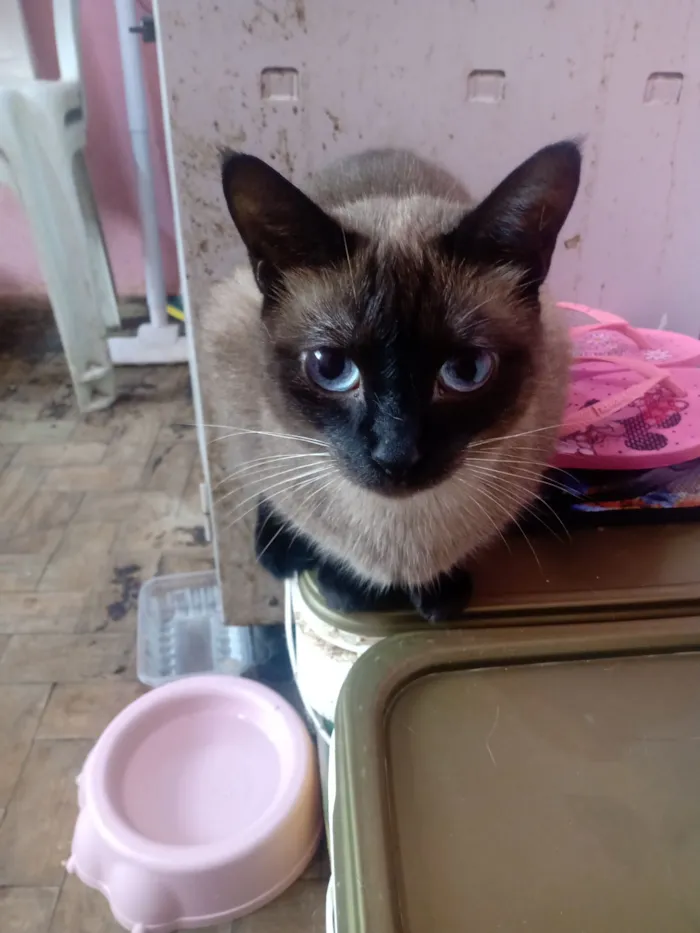 Gato raça Siamês idade 1 ano nome Vallentinné