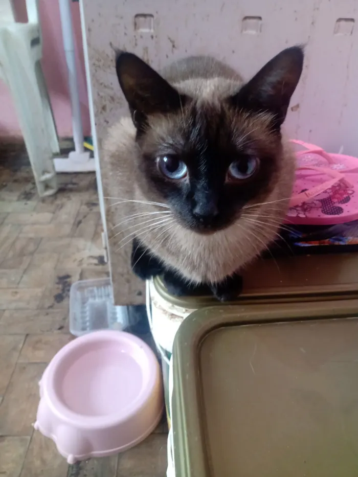 Gato raça Siamês idade 1 ano nome Vallentinné