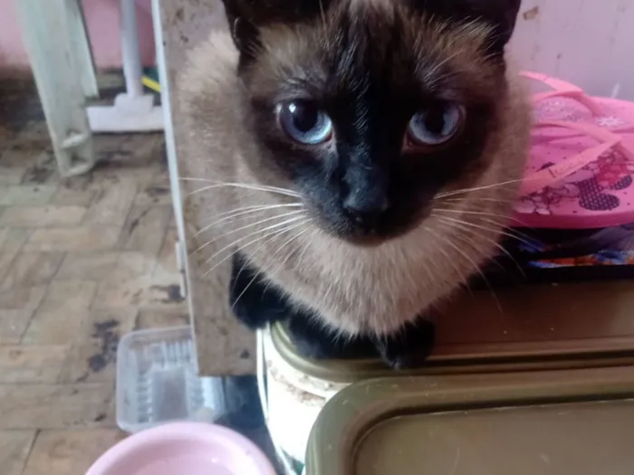 Gato raça Siamês idade 1 ano nome Vallentinné