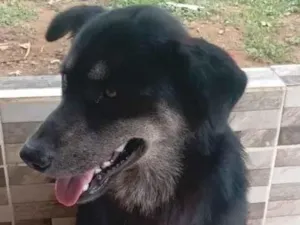 Cachorro raça SRD-ViraLata idade 1 ano nome Rambow
