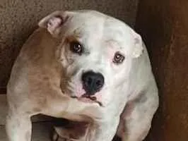 Cachorro raça Pit-Bull idade 2 anos nome círios 