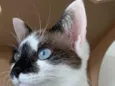 Bela