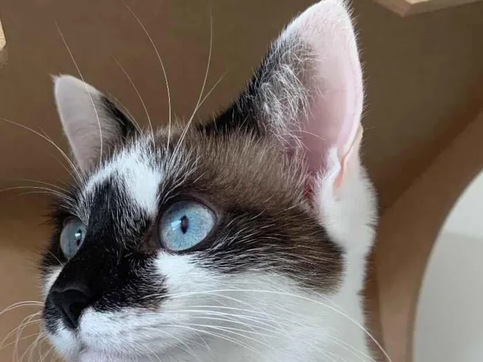 Gato raça SRD-ViraLata idade 2 anos nome Bela