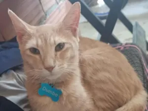 Gato raça SRD-ViraLata idade 7 a 11 meses nome Dumbo