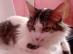 Gato raça Persa idade 1 ano nome Renata
