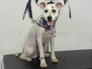 Cachorro raça SRD-ViraLata idade 1 ano nome Jake