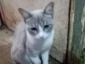 Gato raça SRD-ViraLata idade 7 a 11 meses nome Vandinha