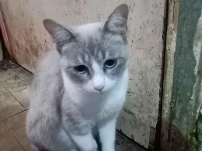 Gato raça SRD-ViraLata idade 7 a 11 meses nome Vandinha