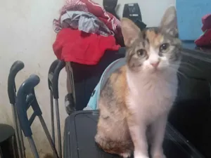 Gato raça SRD-ViraLata idade 2 a 6 meses nome Emily Patricia