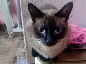 Gato raça Siamês idade 1 ano nome Vallentinné