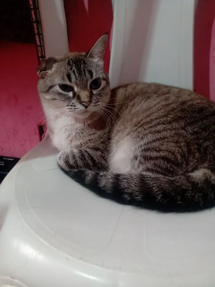 Gato raça SRD-ViraLata idade 2 anos nome Milena Júlia