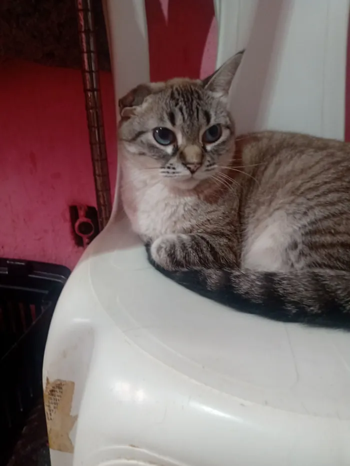 Gato raça SRD-ViraLata idade 2 anos nome Milena Júlia