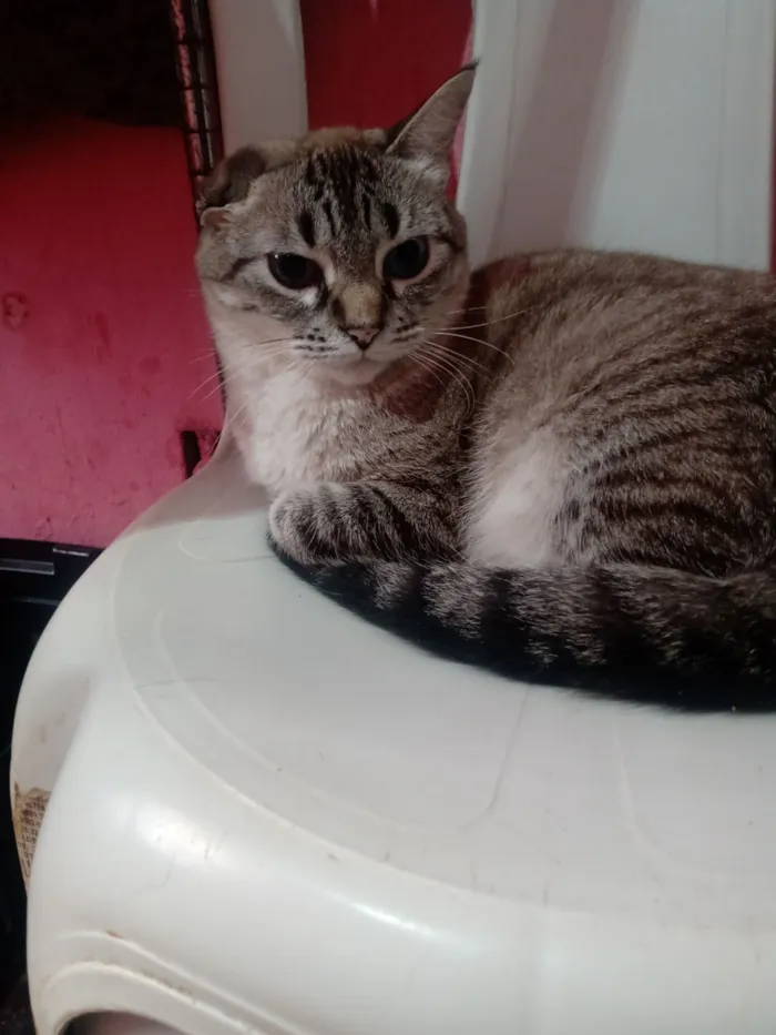Gato raça SRD-ViraLata idade 2 anos nome Milena Júlia