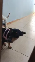 pinga