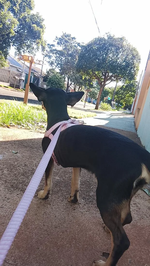 Cachorro raça Pinscher idade 7 a 11 meses nome pinga