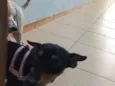 pinga