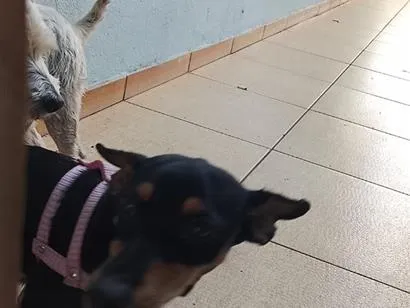 Cachorro raça Pinscher idade 7 a 11 meses nome pinga