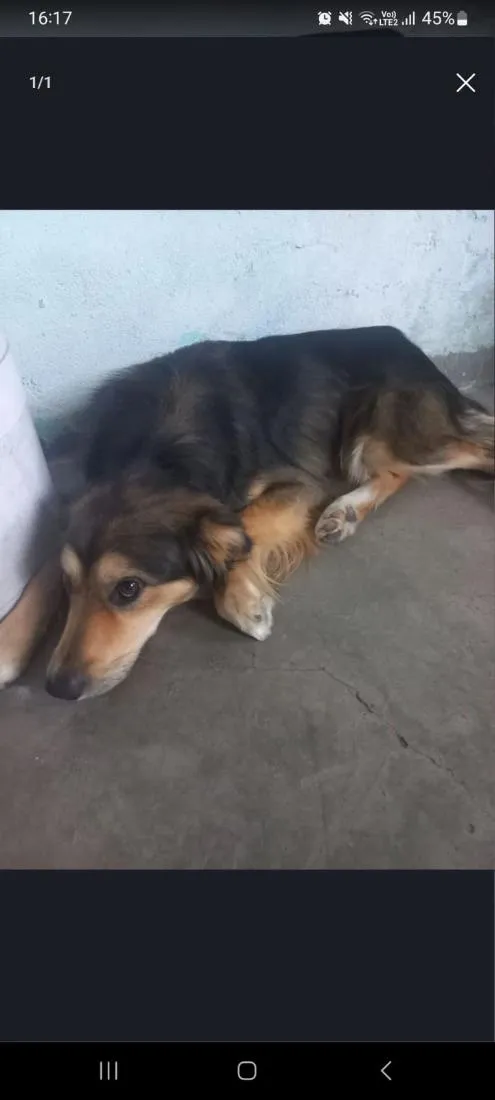 Cachorro raça SRD-ViraLata idade 2 a 6 meses nome lobinho