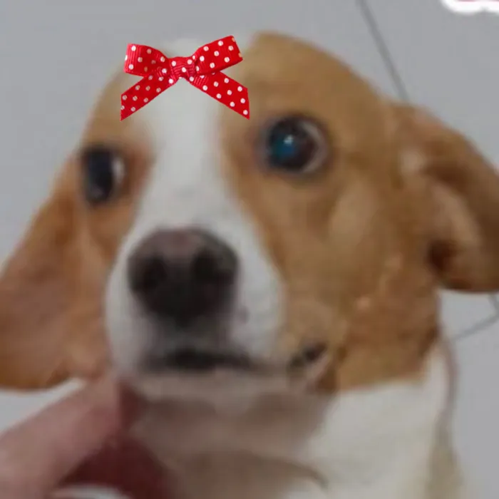 Cachorro raça SRD-ViraLata idade 2 anos nome Vitória 