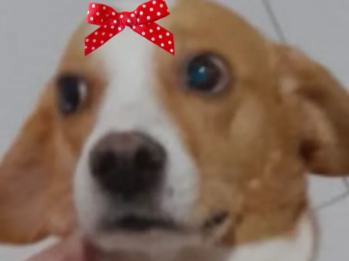 Cachorro raça SRD-ViraLata idade 2 anos nome Vitória 