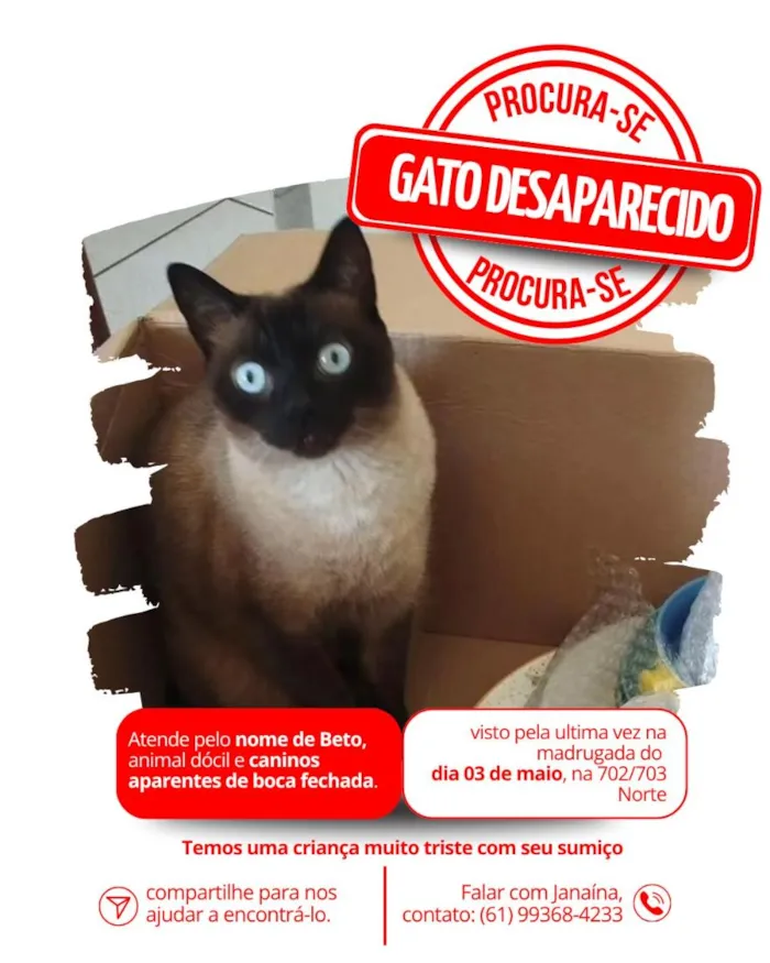 Gato raça SRD-ViraLata idade 5 anos nome Beto