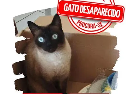 Gato raça SRD-ViraLata idade 5 anos nome Beto