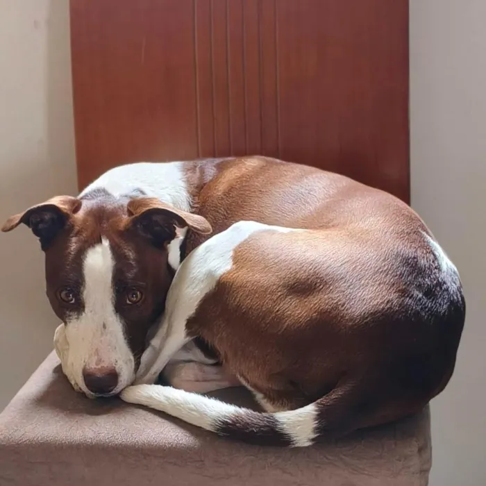 Cachorro raça SRD-ViraLata idade 6 ou mais anos nome Leia