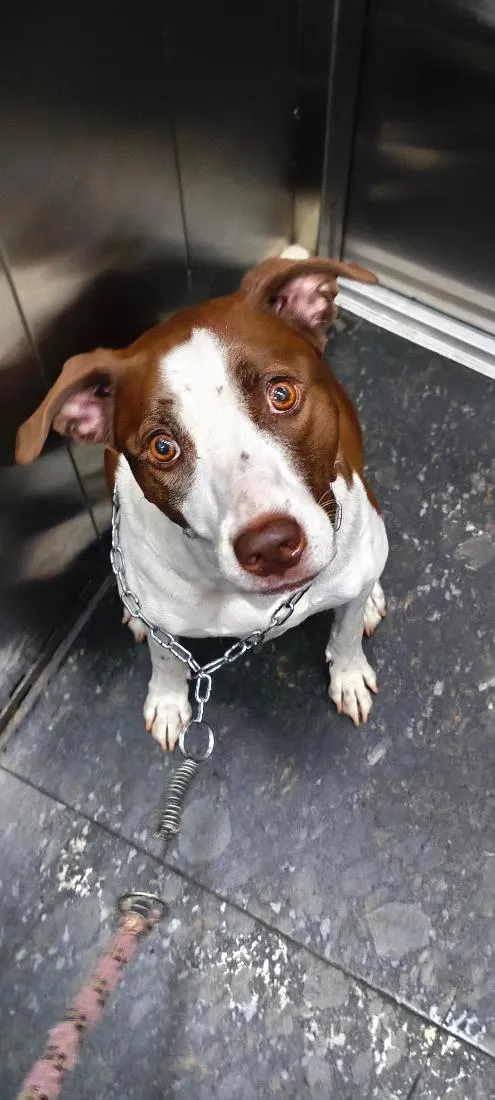 Cachorro raça SRD-ViraLata idade 6 ou mais anos nome Leia