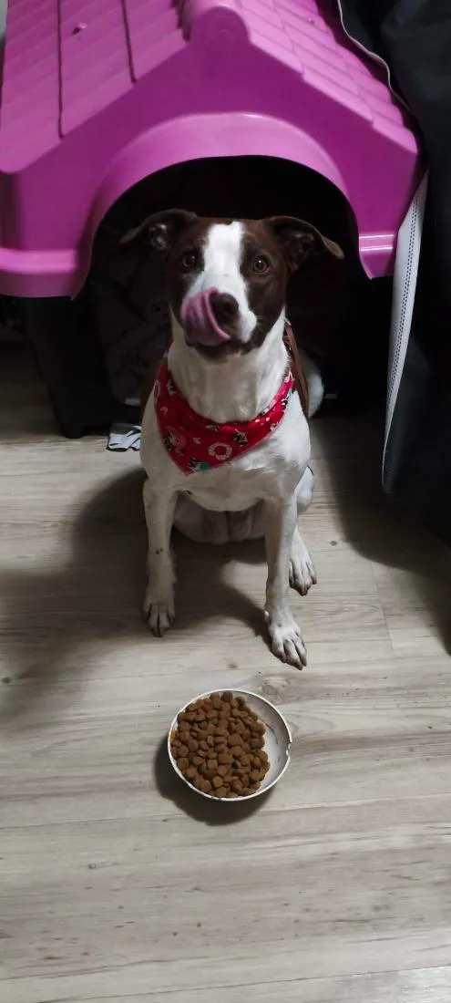 Cachorro raça SRD-ViraLata idade 6 ou mais anos nome Leia