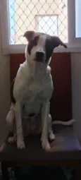 Leia