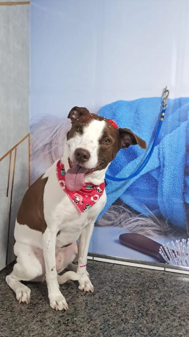 Cachorro raça SRD-ViraLata idade 6 ou mais anos nome Leia