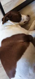 Leia