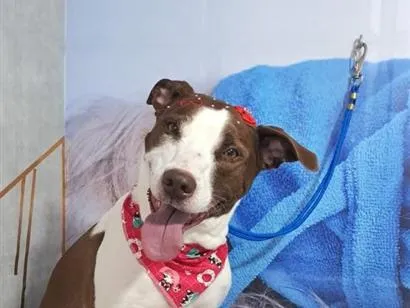 Cachorro raça SRD-ViraLata idade 6 ou mais anos nome Leia