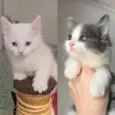 Doja e Tyla 
