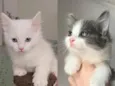 Doja e Tyla 