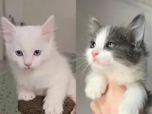 Gato raça SRD-ViraLata idade Abaixo de 2 meses nome Doja e Tyla 