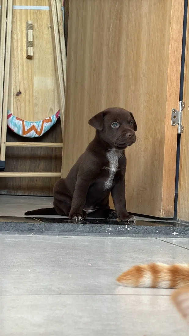 Cachorro raça SRD-ViraLata idade 2 a 6 meses nome Alcione 
